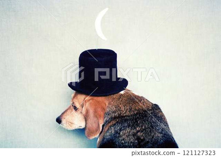Beagle wearing Magritte's bowler hat 7 Beagle wearing Magritte's bowler hat 7 121127323