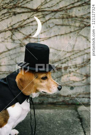 Beagle 8 戴著馬格利特的圓頂禮帽 Beagle 8 戴著馬格利特的圓頂禮帽 121127324