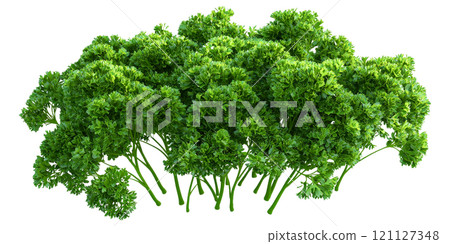 Fresh green parsley bunch, vibrant and aromatic herb 121127348