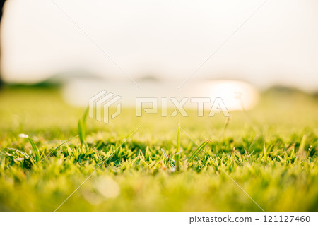 Closeup of lush uncut world of vibrant greenery, A lush green grass field up close for background, ECO concept 121127460