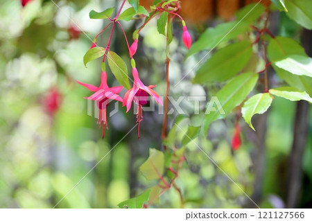 紫紅色花 紫紅色花 121127566