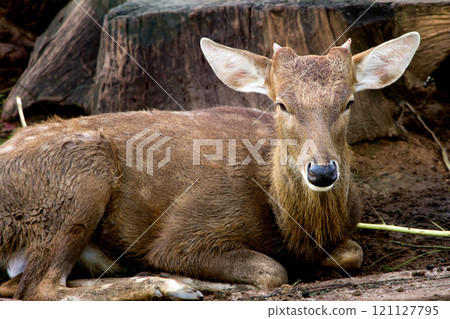 Portrait of a young deer lying in the sand 121127795