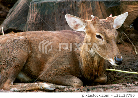 Portrait of a young deer lying in the sand 121127796