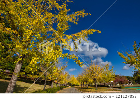 Ginkgo Trees - Fukui Health Forest 121127852