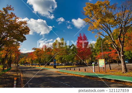 Ginkgo Trees - Fukui Health Forest Ginkgo Trees - Fukui Health Forest 121127859