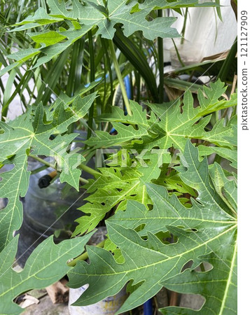Papaya tree in the garden. (Scientific name Carica papaya L.) 121127909