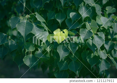 生長在深綠色葉子中間的新鮮綠色葉子 121127911