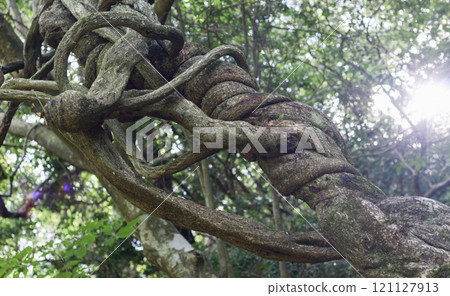 An old tree with ivy entwined around its trunk, exuding a sense of life 121127913