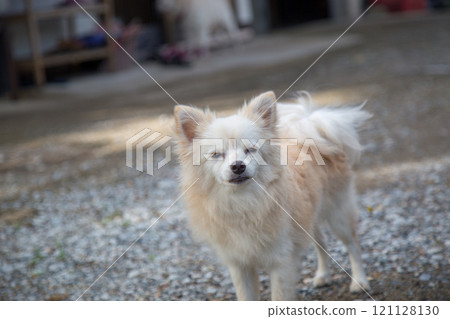 Dog looking forward 121128130