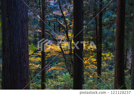 Autumnal leaves Shiga Falls 121128237