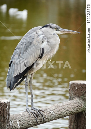 公園裡的灰鷺 公園裡的灰鷺 121128276