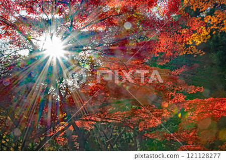 正法寺的秋葉,光線透過 正法寺的秋葉,光線透過 121128277