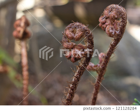 蕨類植物的芽 蕨類植物的芽 121128284