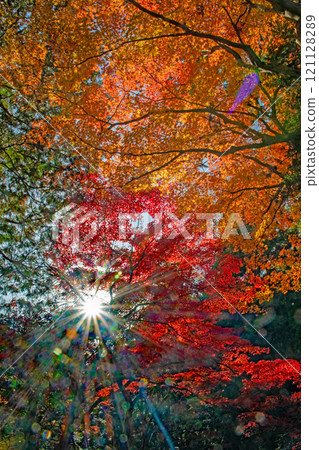 正法寺的秋葉,光線透過 正法寺的秋葉,光線透過 121128289