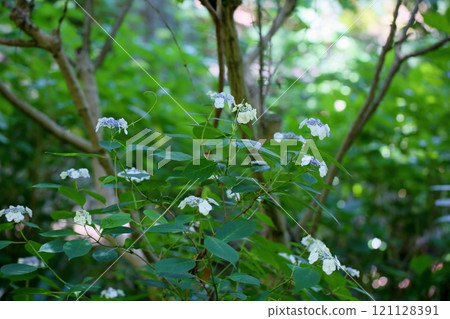 Hydrangea macrophylla flower Hydrangea macrophylla flower 121128391
