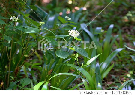 Hydrangea macrophylla flower 121128392