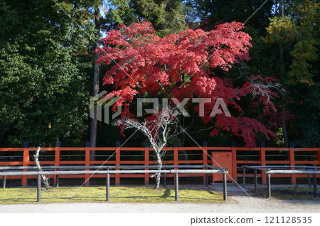 京都市北區上賀茂神社，地上的秋葉 121128535