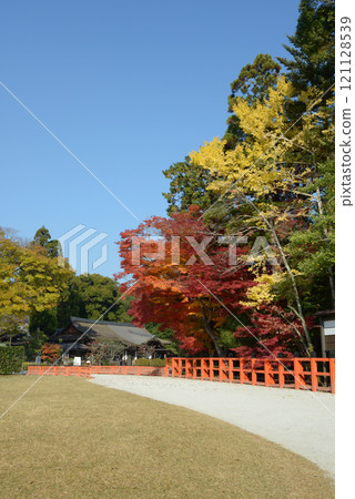 京都市北區上賀茂神社,地上的秋葉 京都市北區上賀茂神社,地上的秋葉 121128539