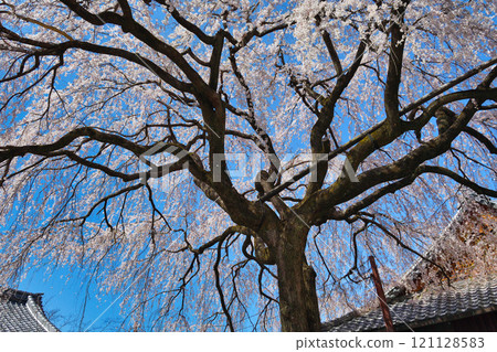 Weeping cherry blossoms at Honmanji Temple, Kyoto (Kamigyo Ward, Kyoto City, Kyoto Prefecture) 121128583