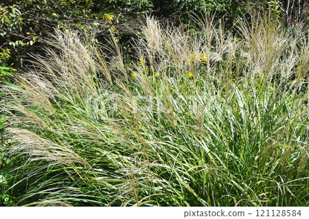 芒草 芒草 121128584