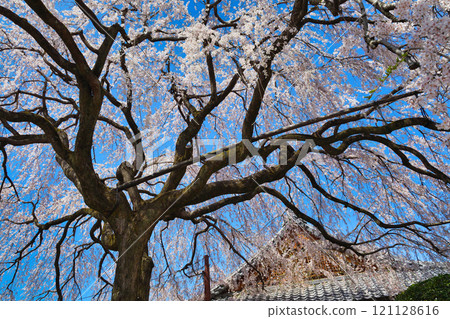 京都本滿寺的垂枝櫻花(京都府京都市上京區) 京都本滿寺的垂枝櫻花(京都府京都市上京區) 121128616
