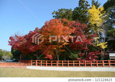 京都市北區上賀茂神社,地上的秋葉 京都市北區上賀茂神社,地上的秋葉 121128623
