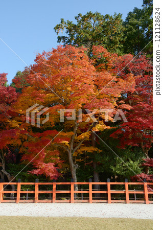 Autumn leaves in the grounds of Kamigamo Shrine, Kita-ku, Kyoto Autumn leaves in the grounds of Kamigamo Shrine, Kita-ku, Kyoto 121128624