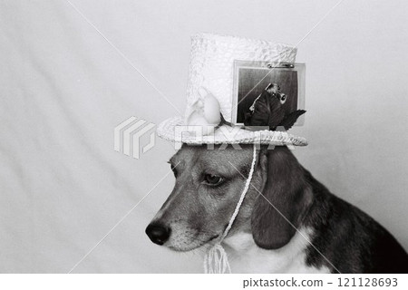 Beagle wearing decorated top hat 3 Beagle wearing decorated top hat 3 121128693