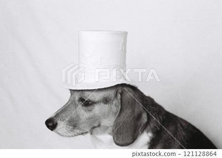 比格犬 2 戴著白色緞面高頂帽子 121128864