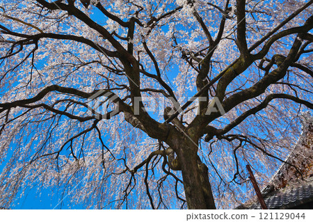 京都本滿寺的垂枝櫻花（京都府京都市上京區） 121129044