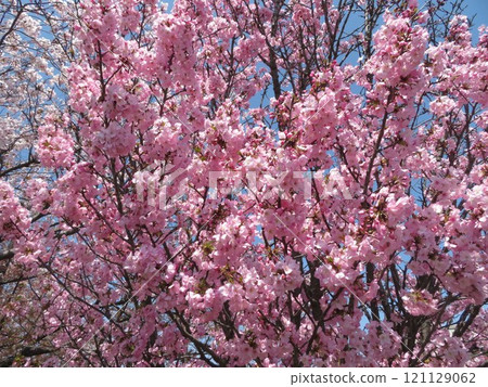 Cherry Blossoms	 121129062