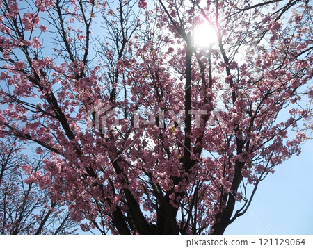 櫻桃藍天 121129064