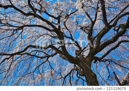 Weeping cherry blossoms at Honmanji Temple, Kyoto (Kamigyo Ward, Kyoto City, Kyoto Prefecture) 121129079