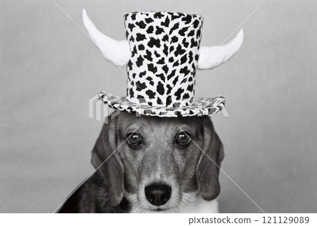 小獵犬5號戴著手工製作的牛角帽子 121129089