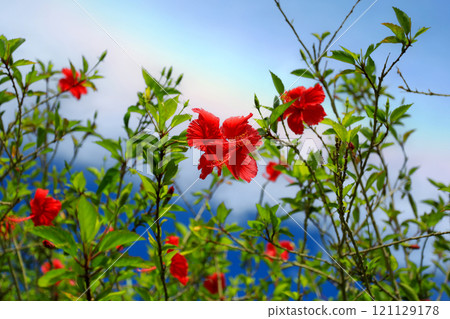 沖繩彩虹天空與芙蓉情侶 121129178