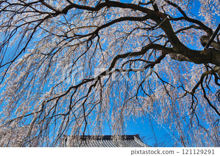 Weeping cherry blossoms at Honmanji Temple, Kyoto (Kamigyo Ward, Kyoto City, Kyoto Prefecture) Weeping cherry blossoms at Honmanji Temple, Kyoto (Kamigyo Ward, Kyoto City, Kyoto Prefecture) 121129291