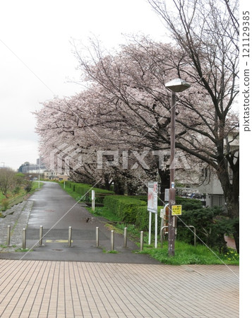 Row of cherry trees 121129385