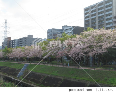 Row of cherry trees 121129389