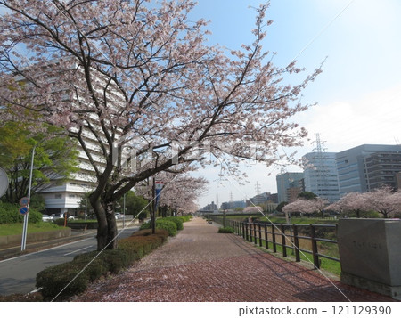 排櫻桃樹 121129390