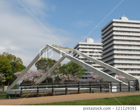 Row of cherry trees 121129391