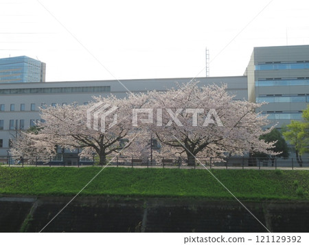 排櫻桃樹 121129392