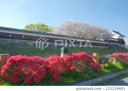 Spring flowers blooming at Shoryuji Castle Park 121129403