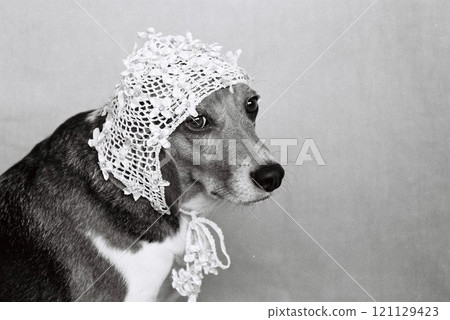 戴著針織帽的小獵犬3 121129423