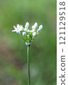 Pretty leek flower 121129518