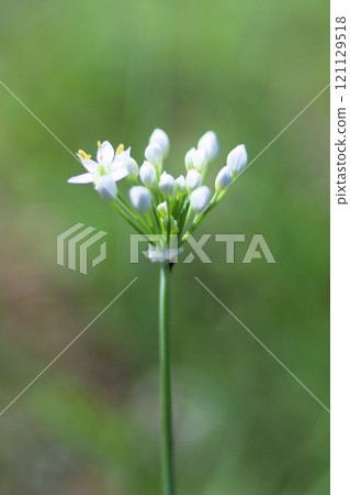 Pretty leek flower 121129518