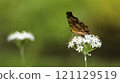 Leek flowers and northern white butterfly 121129519