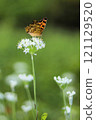 Leek flowers and northern white butterfly 121129520