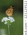 Leek flowers and northern white butterfly 121129521