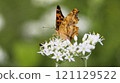 Leek flowers and northern white butterfly 121129522