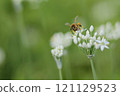 Nira flowers and honeybees 121129523